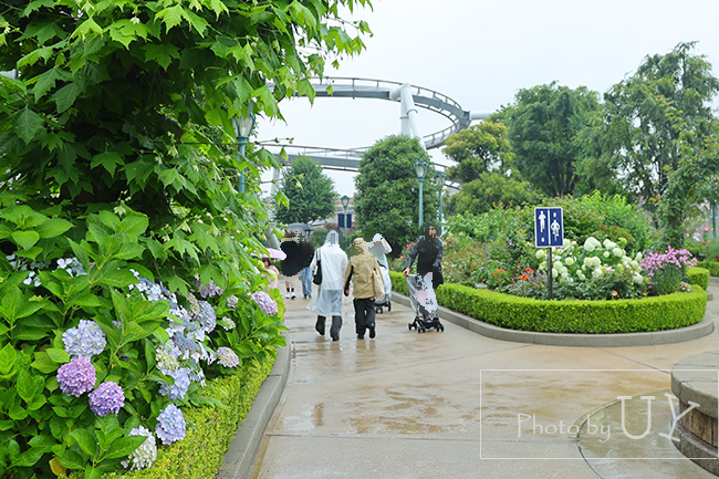 セントラルパークに咲くアジサイ
