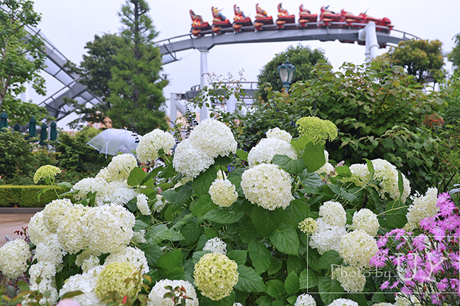 セントラルパークに咲くアジサイ