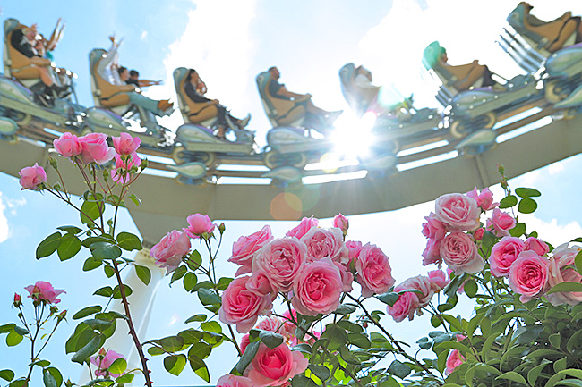 ハリウッドドリームザライドとバラの花