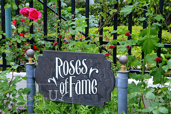 USJ内でバラを見るなら、パークのバラ園【Rose Of Fame】