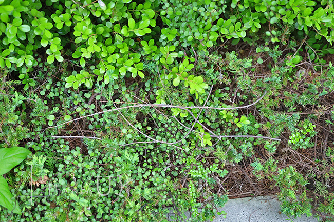 セサミファンワールドの植え込み
