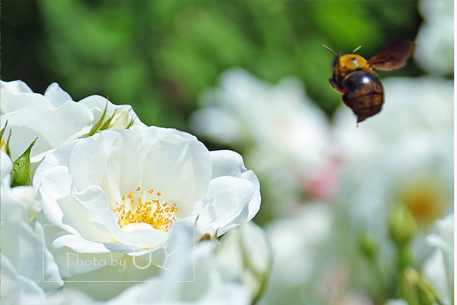 ローズオブフェイムのバラの花