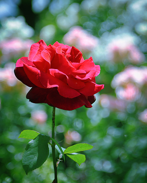 ローズオブフェイムのバラの花