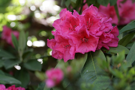 パークの花たち