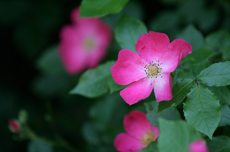 パークの花たち