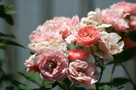 パークの花たち