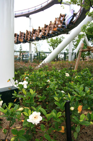 くちなしとハリウッド・ドリーム・ザ・ライド