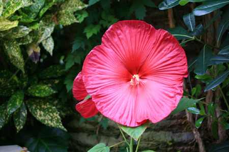 ジュラシックパークエリアの赤い花