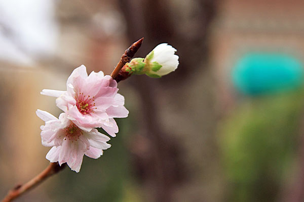 冬桜