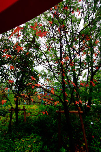 カエデ科の植物