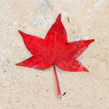 カエデ科の植物