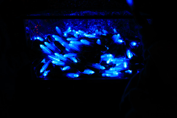 キャンドルライト