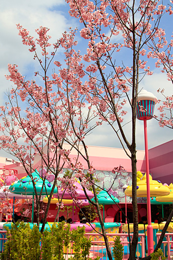 ユニバーサルワンダーランドの桜