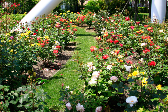 USJのバラ園「Roses of Fame