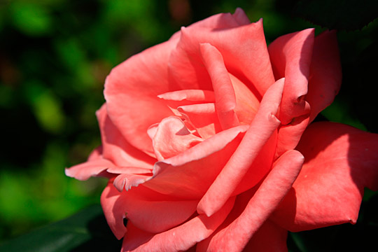 USJのバラ園「Roses of Fame