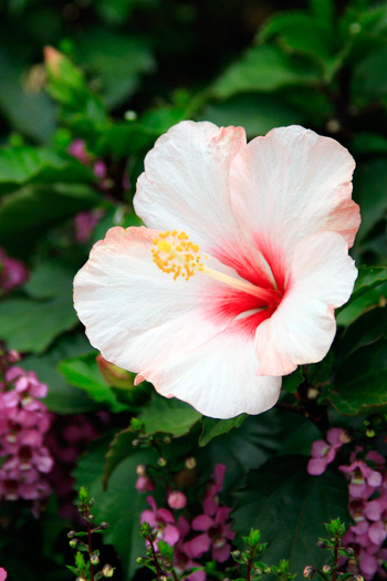 Rases of fameのハイビスカス