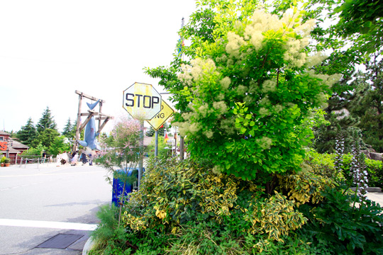 スモークツリー