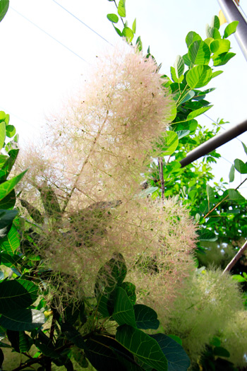 スモークツリー