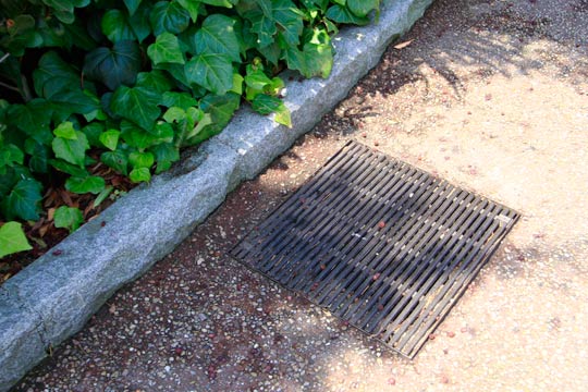 落ちたヤマモモの実