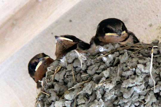 ツバメの雛たち