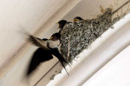 ツバメの雛たち