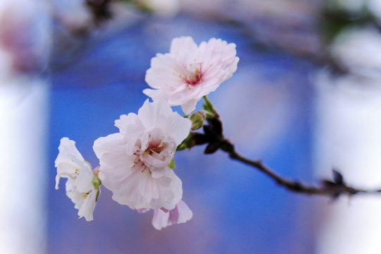 冬桜