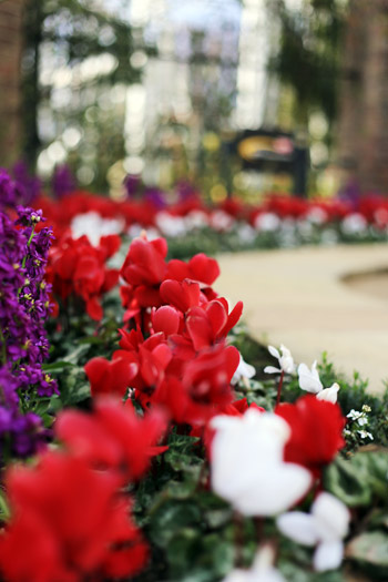 冬の花・シクラメンと椿