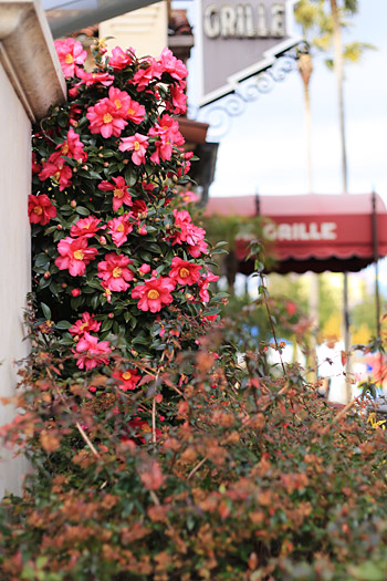 冬の花・シクラメンと椿