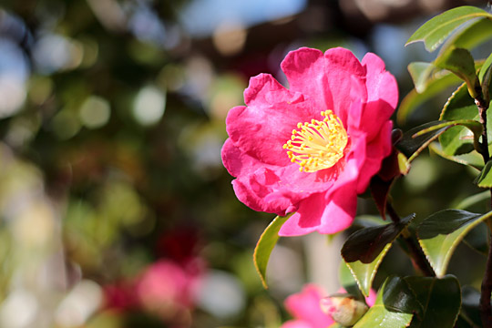 冬の花・シクラメンと椿