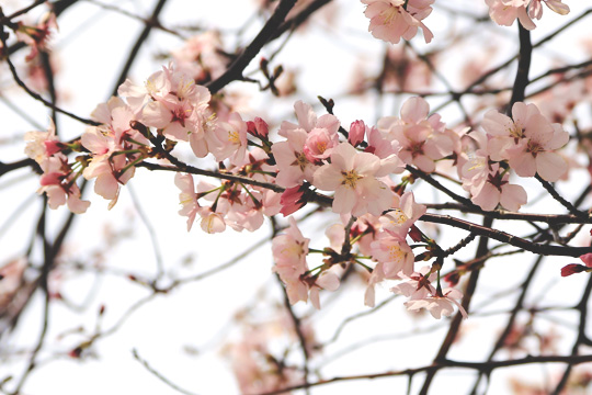 2014年の桜