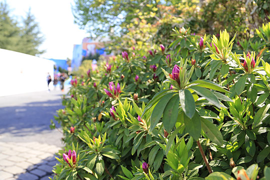 ツツジ咲くUSJのアミティビレッジ