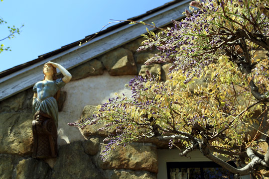 アミティビレッジの藤