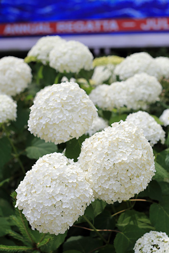 白いアジサイ