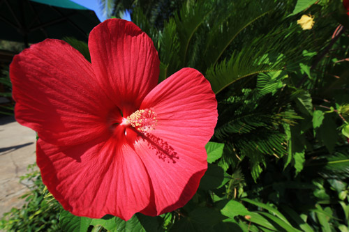 タイタンビカス