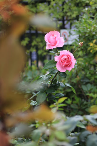 ローズ・オブ・フェイム