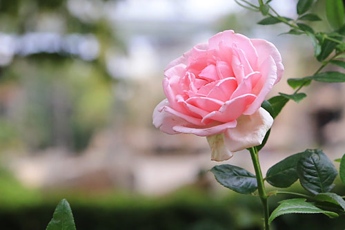 ローズ・オブ・フェイム