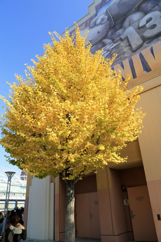 イチョウの黄葉