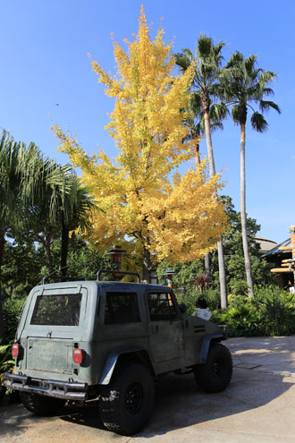 イチョウの黄葉