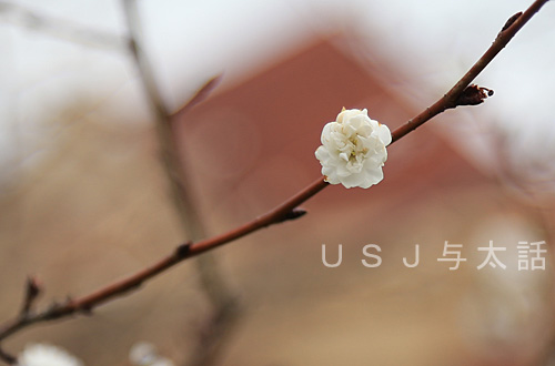 冬桜