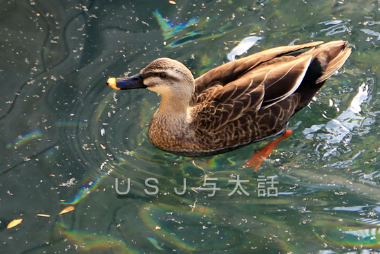 USJラグーンにいた鴨