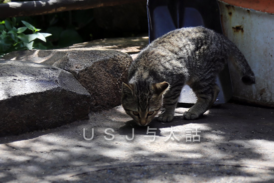 ディズニーで見かけた猫