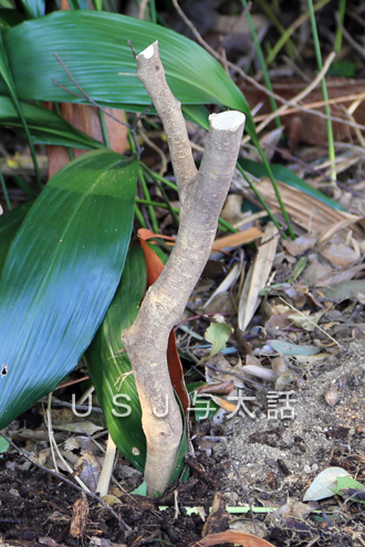 植え込みの手入れ