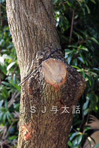 植え込みの手入れ