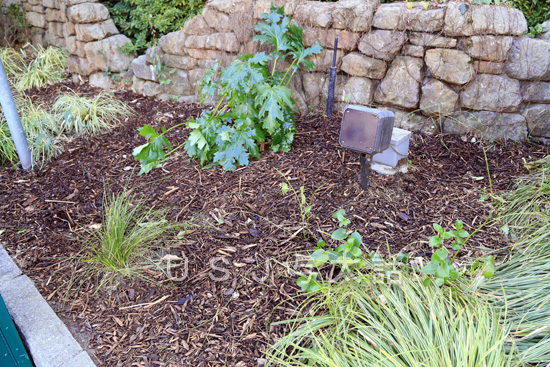 植え込みの手入れ