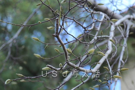 いよいよ春の始まり