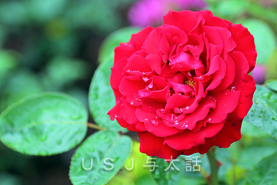 ローズ・オブ・フェイム