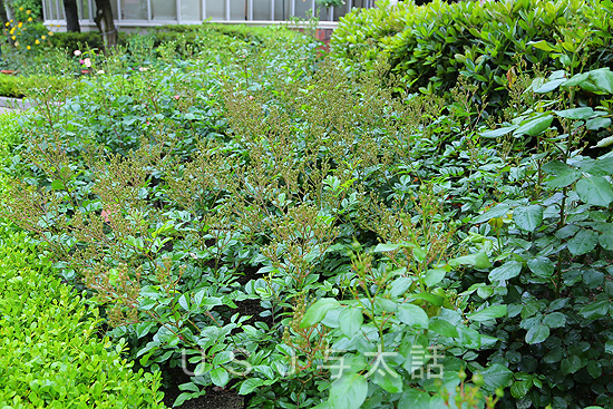 ローズ・オブ・フェイム