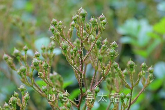 ローズ・オブ・フェイム