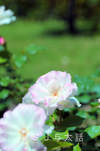 セントラルパークk