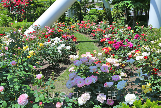 セントラルパークのバラ